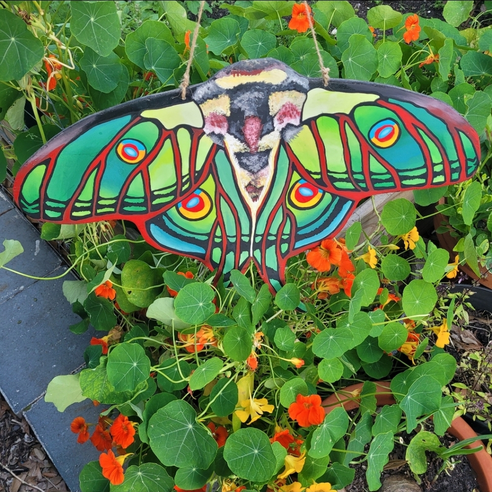 Colorful Moth Wall Art
